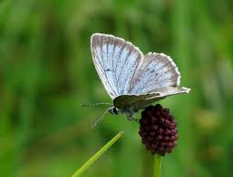 Attēlu rezultāti vaicājumam “Maculinea teleius underside”