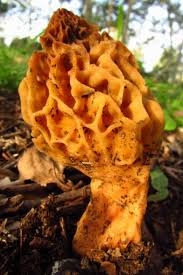 Attēlu rezultāti vaicājumam “Morchella esculenta”