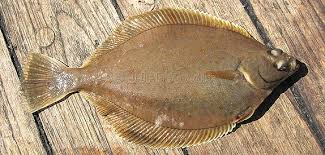 Image result for Limanda limanda