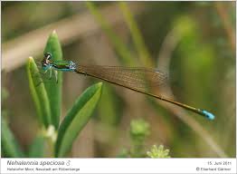 Attēlu rezultāti vaicājumam “Nehalennia speciosa”