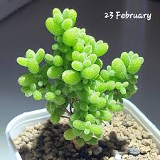 Attēlu rezultāti vaicājumam “Diderma globosum macro”