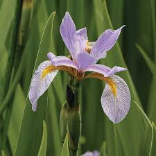 Image result for Iris