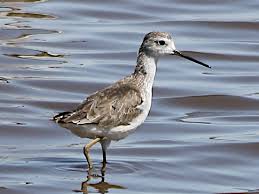 Attēlu rezultāti vaicājumam “Tringa stagnatilis adult”