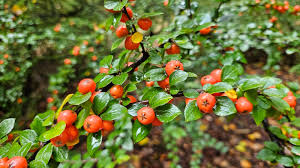 Attēlu rezultāti vaicājumam “Cotoneaster divaricatus fruit”