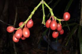 Attēlu rezultāti vaicājumam “Sium latifolium fruit”