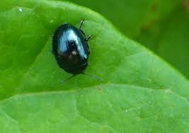 Attēlu rezultāti vaicājumam “Phaedon cochleariae”