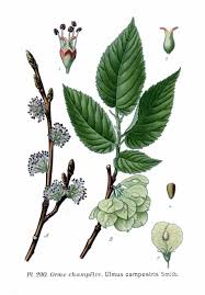 Attēlu rezultāti vaicājumam “Ulmus minor f. suberosa”