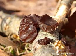 Attēlu rezultāti vaicājumam “Exidia repanda”