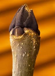 Attēlu rezultāti vaicājumam “Fraxinus excelsior bud”