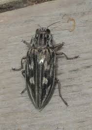 Attēlu rezultāti vaicājumam “Chalcophora mariana”