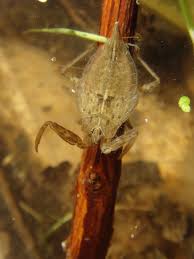 Attēlu rezultāti vaicājumam “Nepa cinerea nymph”