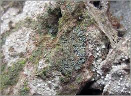 Attēlu rezultāti vaicājumam “Chaenotheca trichialis”