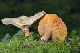 Attēlu rezultāti vaicājumam “Lactarius deterrimus”