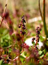 Attēlu rezultāti vaicājumam “Haloragaceae”
