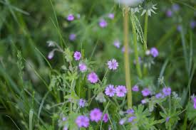 Attēlu rezultāti vaicājumam “Geranium pyrenaicum”