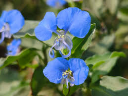 Attēlu rezultāti vaicājumam “Commelina coelestis flower”