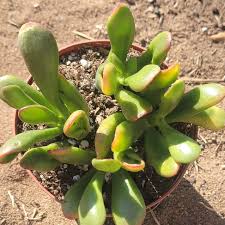 Image result for Crassula hobbit