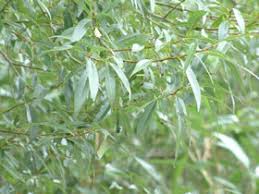 Attēlu rezultāti vaicājumam “Salix x fragilis”