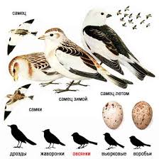 Attēlu rezultāti vaicājumam “Plectrophenax nivalis”