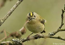 Attēlu rezultāti vaicājumam “Regulus regulus adult”