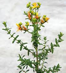 Image result for Hypericum perforatum