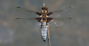 Attēlu rezultāti vaicājumam “Libellula depressa female”