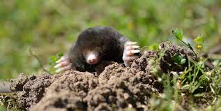 Attēlu rezultāti vaicājumam “Talpa europaea”