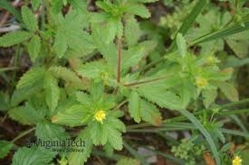 Attēlu rezultāti vaicājumam “Potentilla norvegica leaf”
