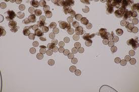 Attēlu rezultāti vaicājumam “Physarum album”