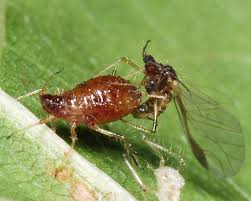 Attēlu rezultāti vaicājumam “Aphididae”