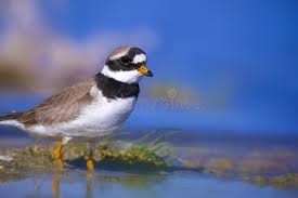 Attēlu rezultāti vaicājumam “Charadrius dubius adult”
