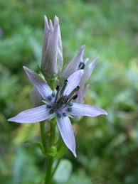 Attēlu rezultāti vaicājumam “Swertia perennis flower”