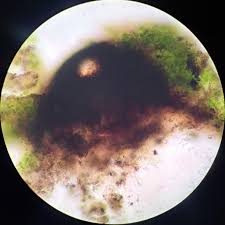 Attēlu rezultāti vaicājumam “Verrucaria hydrela”