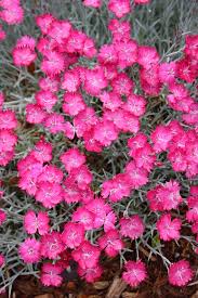 Image result for Dianthus