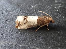 Attēlu rezultāti vaicājumam “Notocelia roborana”