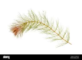 Attēlu rezultāti vaicājumam “Myriophyllum alterniflorum”