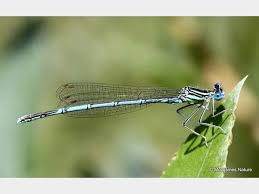 Attēlu rezultāti vaicājumam “Platycnemis pennipes”