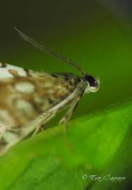 Attēlu rezultāti vaicājumam “Elophila nymphaeata”