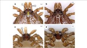 Attēlu rezultāti vaicājumam “Ixodes female”