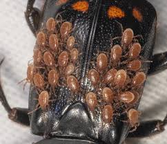 Attēlu rezultāti vaicājumam “Poecilochirus sp.”