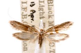 Attēlu rezultāti vaicājumam “Adelidae”