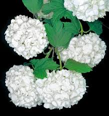 Attēlu rezultāti vaicājumam “Adoxaceae”