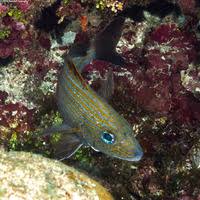 Image result for Haemulon carbonarium