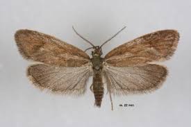 Attēlu rezultāti vaicājumam “Diurnea lipsiella”