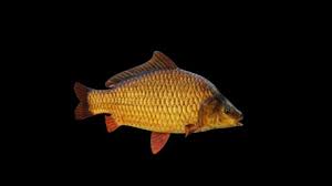 Image result for Carpiodes carpio