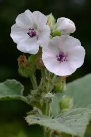 Image result for Althaea officinalis