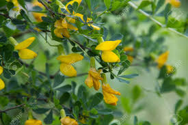 Attēlu rezultāti vaicājumam “Caragana arborescens flower”