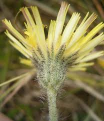 Attēlu rezultāti vaicājumam “Hieracium vulgatum bud”