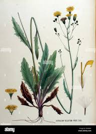 Attēlu rezultāti vaicājumam “Hieracium vulgatum bud”