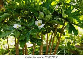 Attēlu rezultāti vaicājumam “Podophyllum hexandrum”